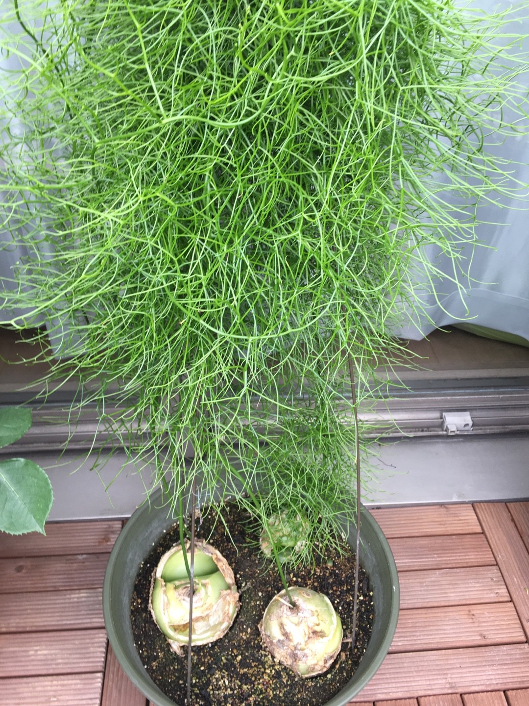 ソウカクデン（蒼角殿）の育て方・栽培方法