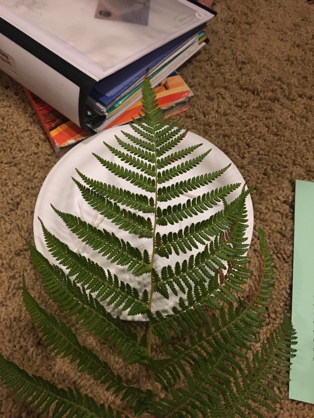 Dicksonia antarcticaの育て方・栽培方法