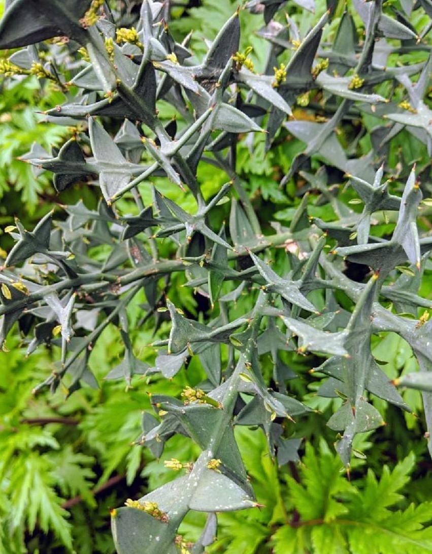 bambusa bamboo plants Bamboo Green Leaves Yellow Stem Bambusa Live Plant Medium Tall 5 Gallo –  NNplant main image 1