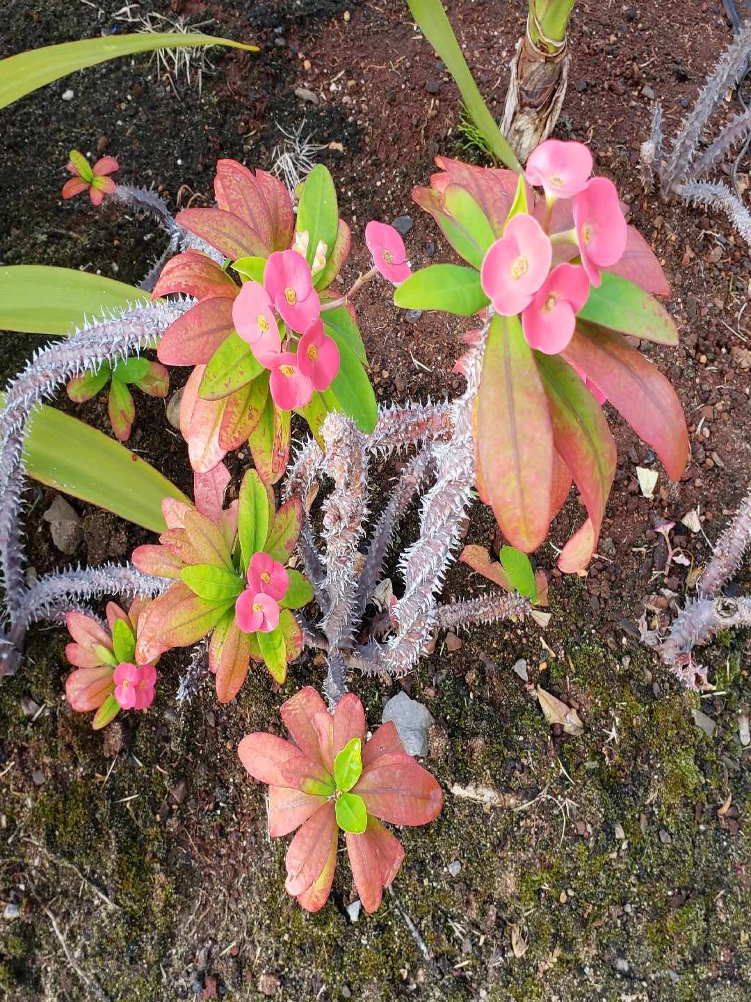 De juiste plek in huis: Christusdoorn (Euphorbia milii) - Mama Botanica