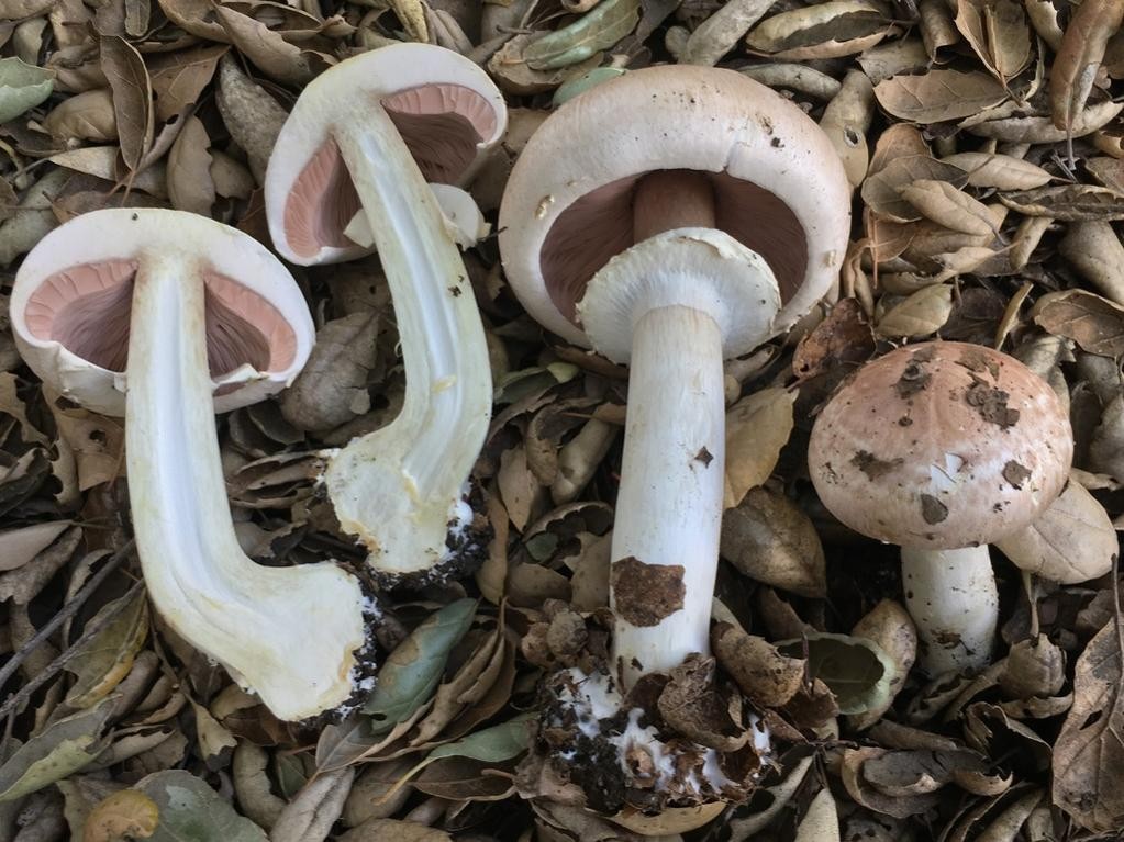 Agaricaceae - PictureThis