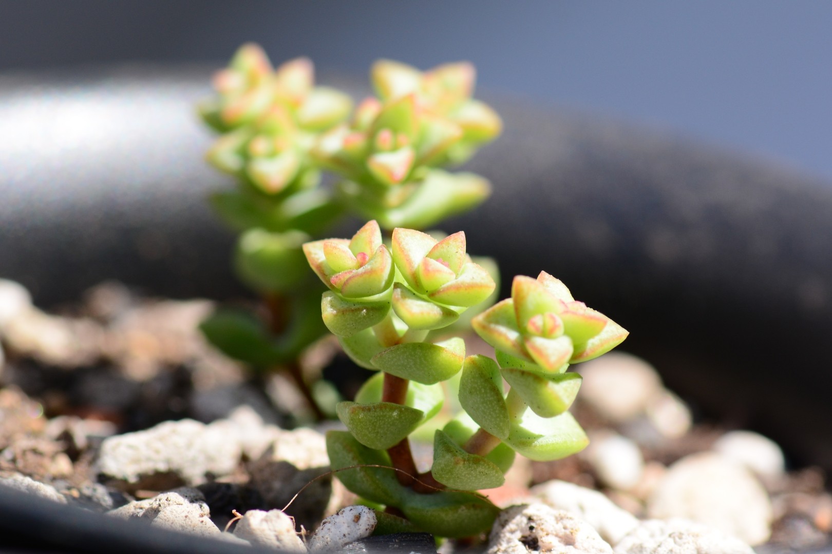 starburst succulent Aeonium Starburst Plant main image 1