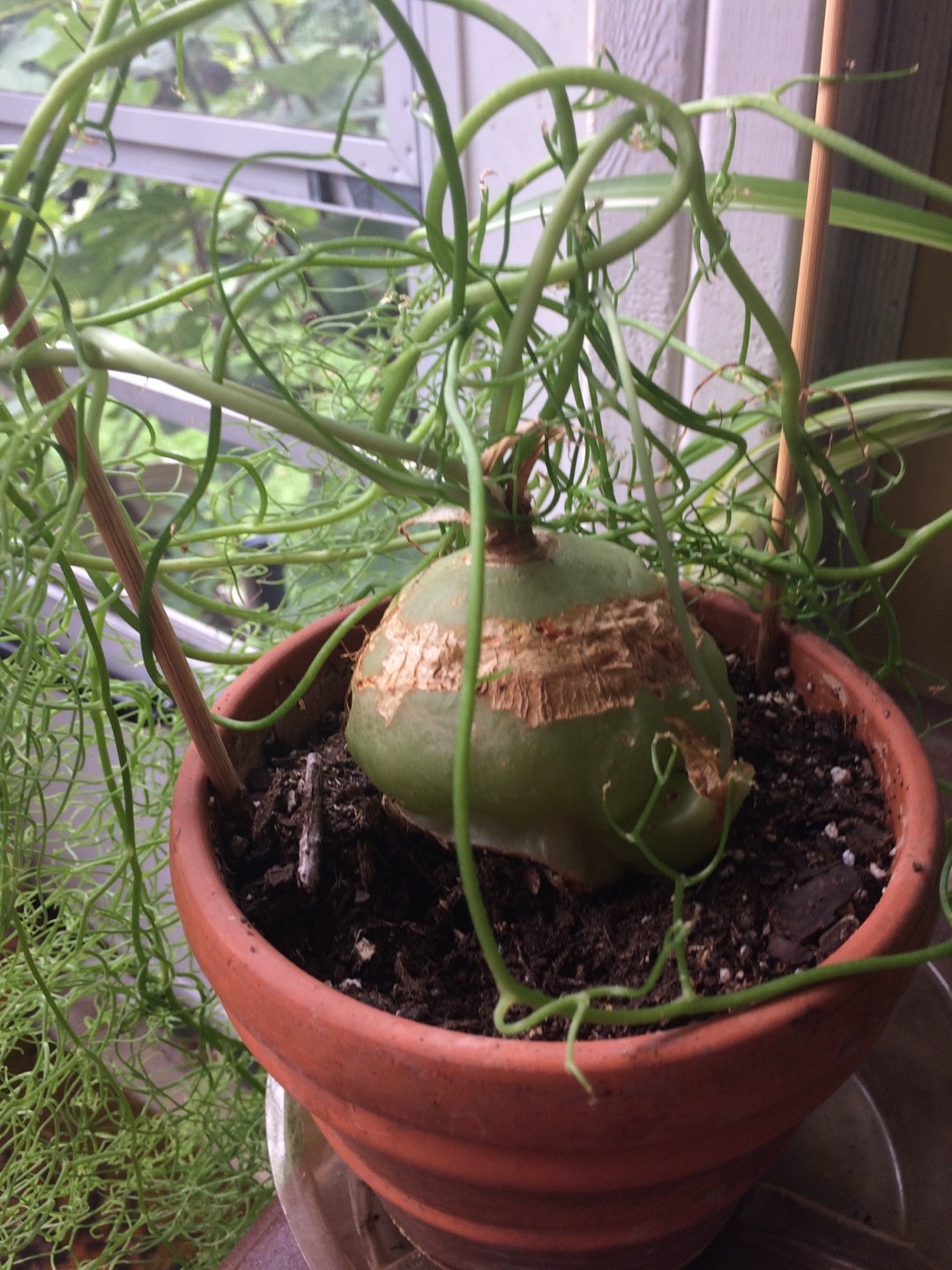 ソウカクデン（蒼角殿）の育て方・栽培方法