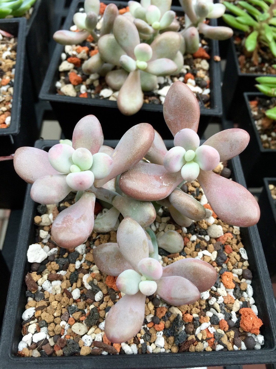 アメチスチヌム (Graptopetalum amethystinum) - PictureThis