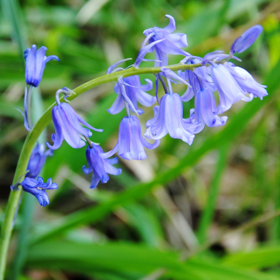 Bluebell (Hyacinthoides non-scripta) Flower, Leaf, Care, Uses - PictureThis
