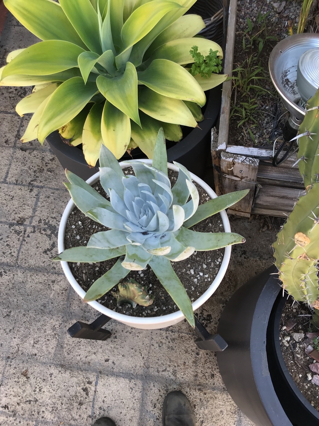 多肉植物 考え込ん ハオルチア 仙女香 セツリフェラ錦 親株 