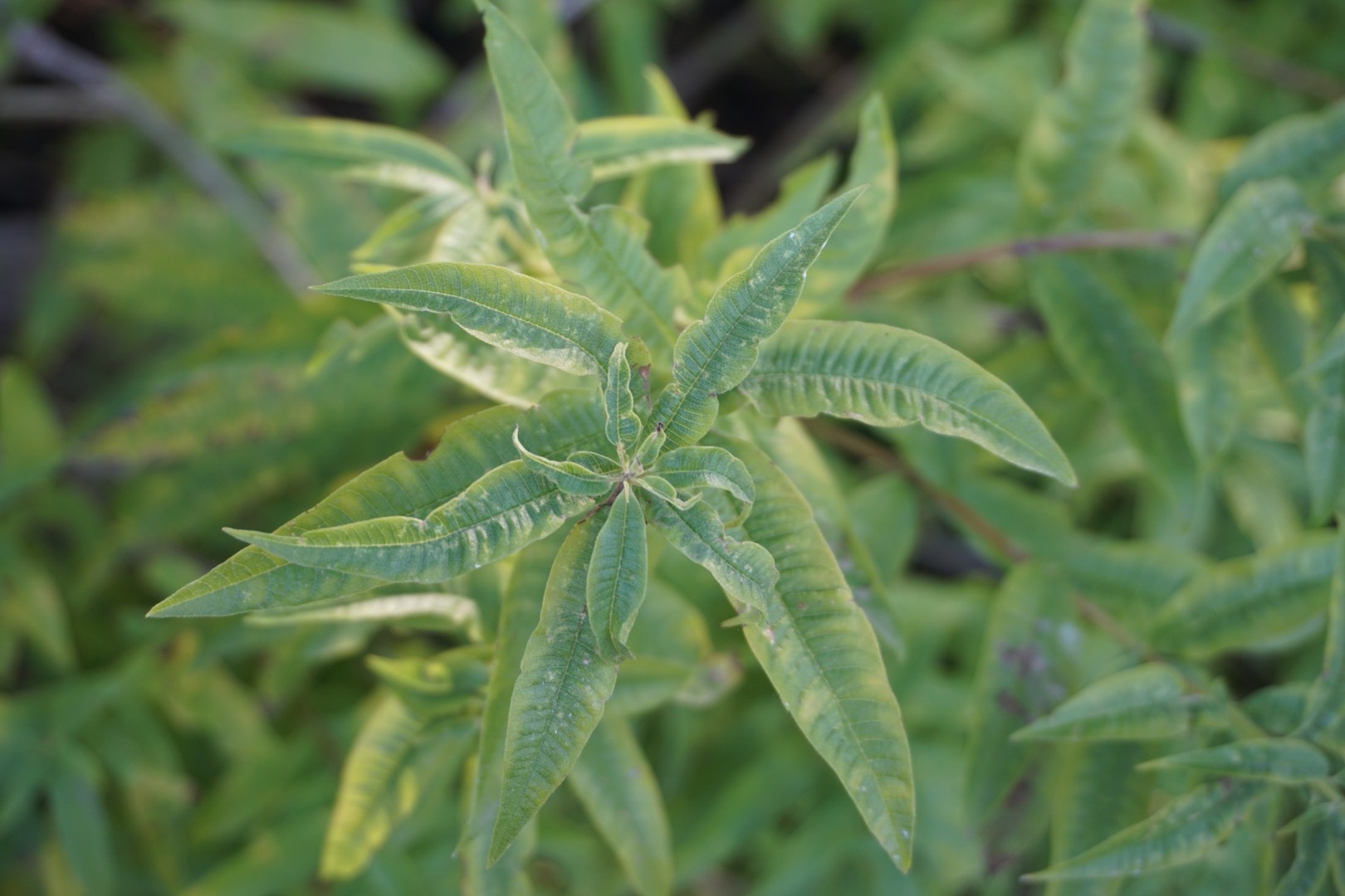 Lemon Verbena Essential Oil Organic - Aloysia Citriodora