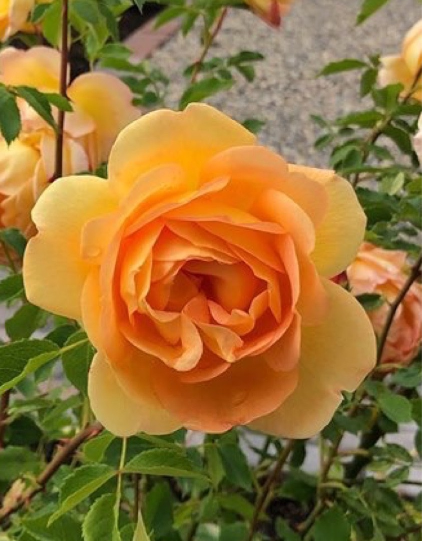 Roses 'Strike It Rich' (Rosa 'Strike It Rich') Flower, Leaf, Care, Uses -  PictureThis