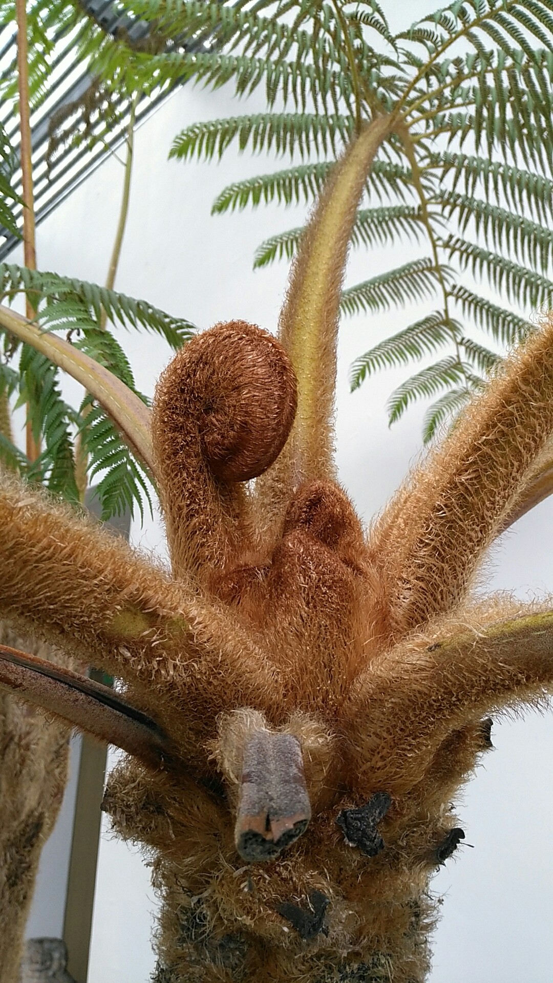 ヒカゲヘゴ (分類, 特徴, 分布, 画像)