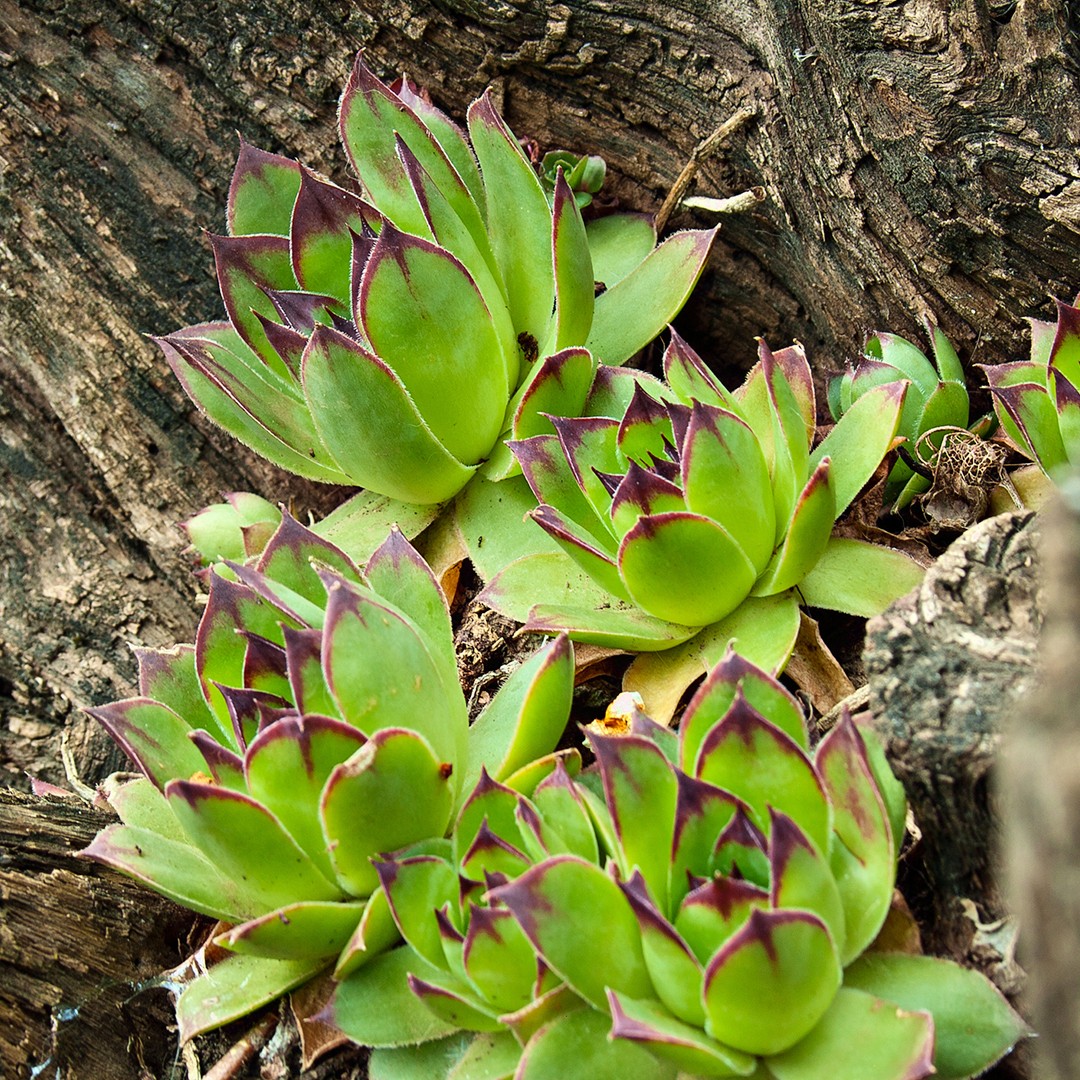 Sempre-viva (Sempervivum tectorum) - PictureThis