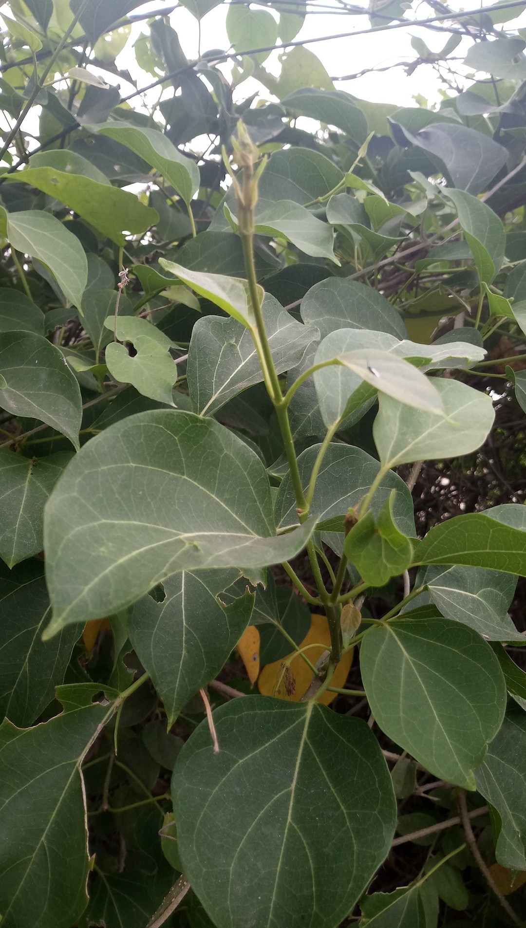 Marsdenia volubilis - PictureThis