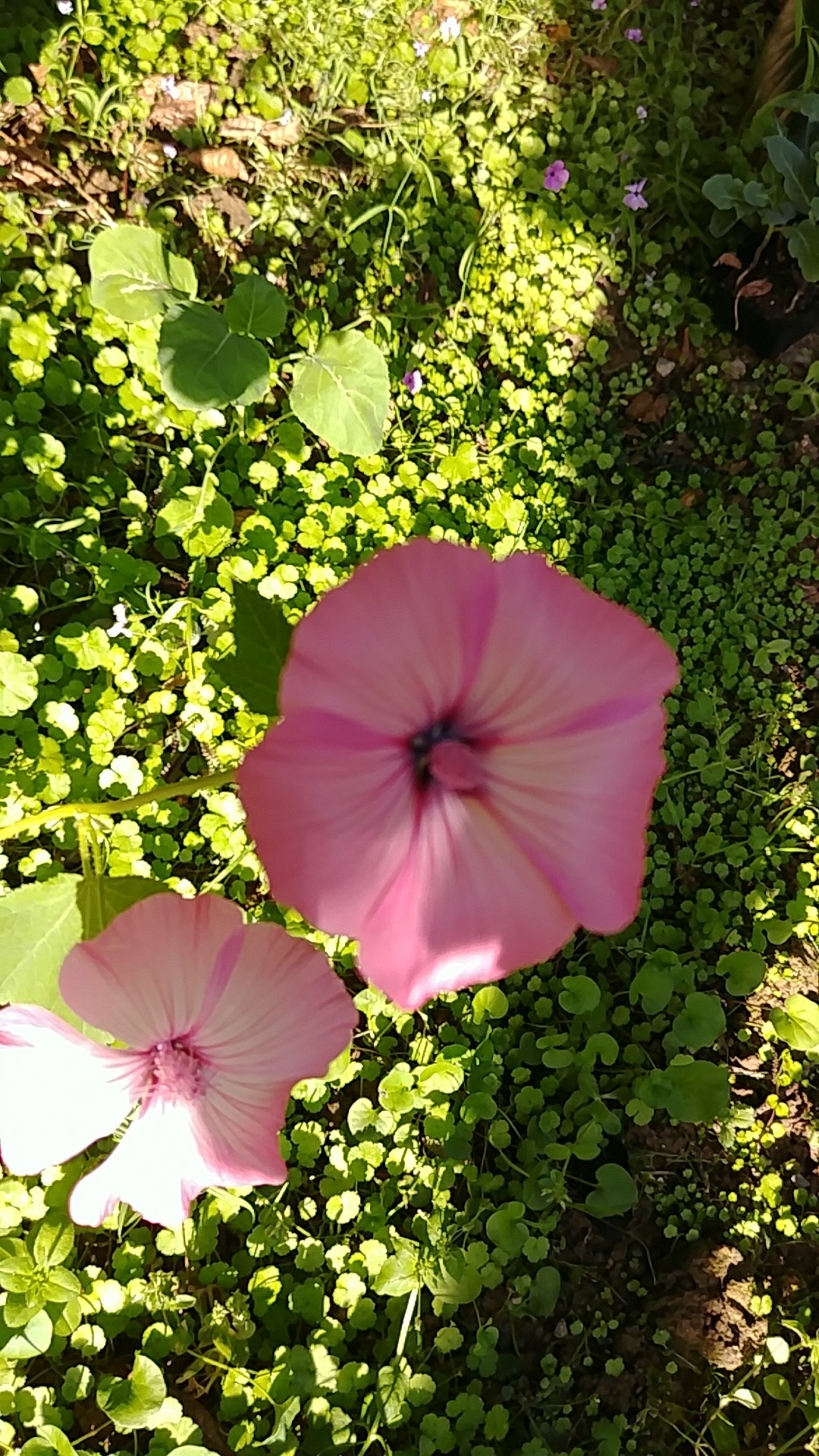 ハナアオイ（花葵）の育て方・栽培方法