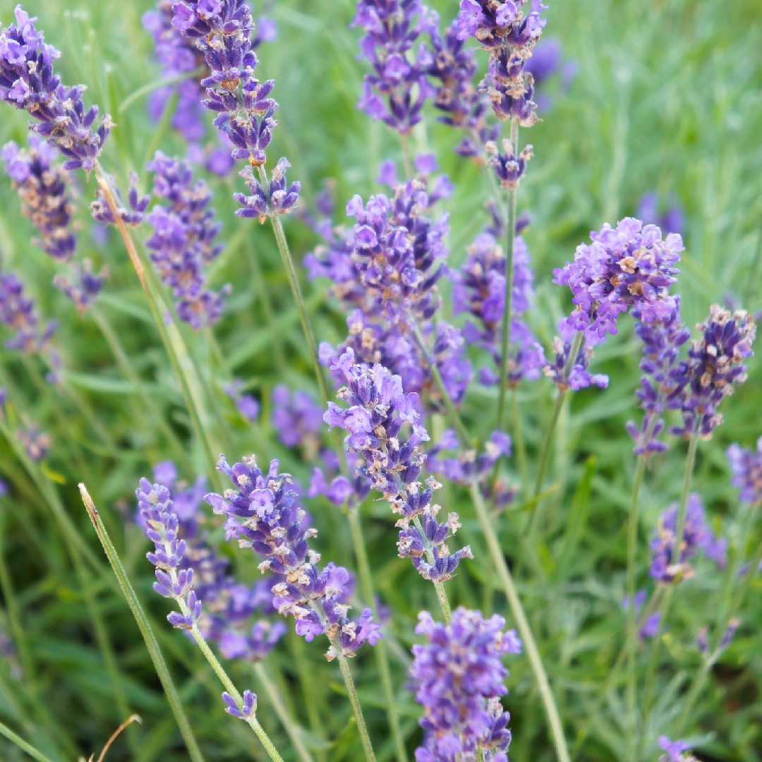 Lavender (Lavandula) Flower, Leaf, Care, Uses - PictureThis