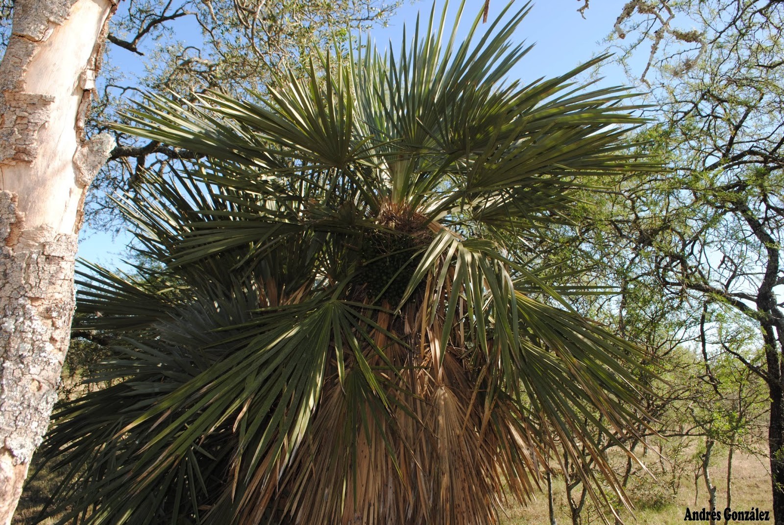 Trithrinax campestrisの育て方・栽培方法
