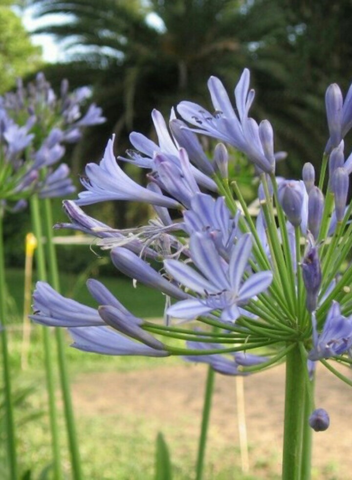 African lily 'Blue Heaven' (Agapanthus africanus 'Blue Heaven') Flower,  Leaf, Care, Uses - PictureThis