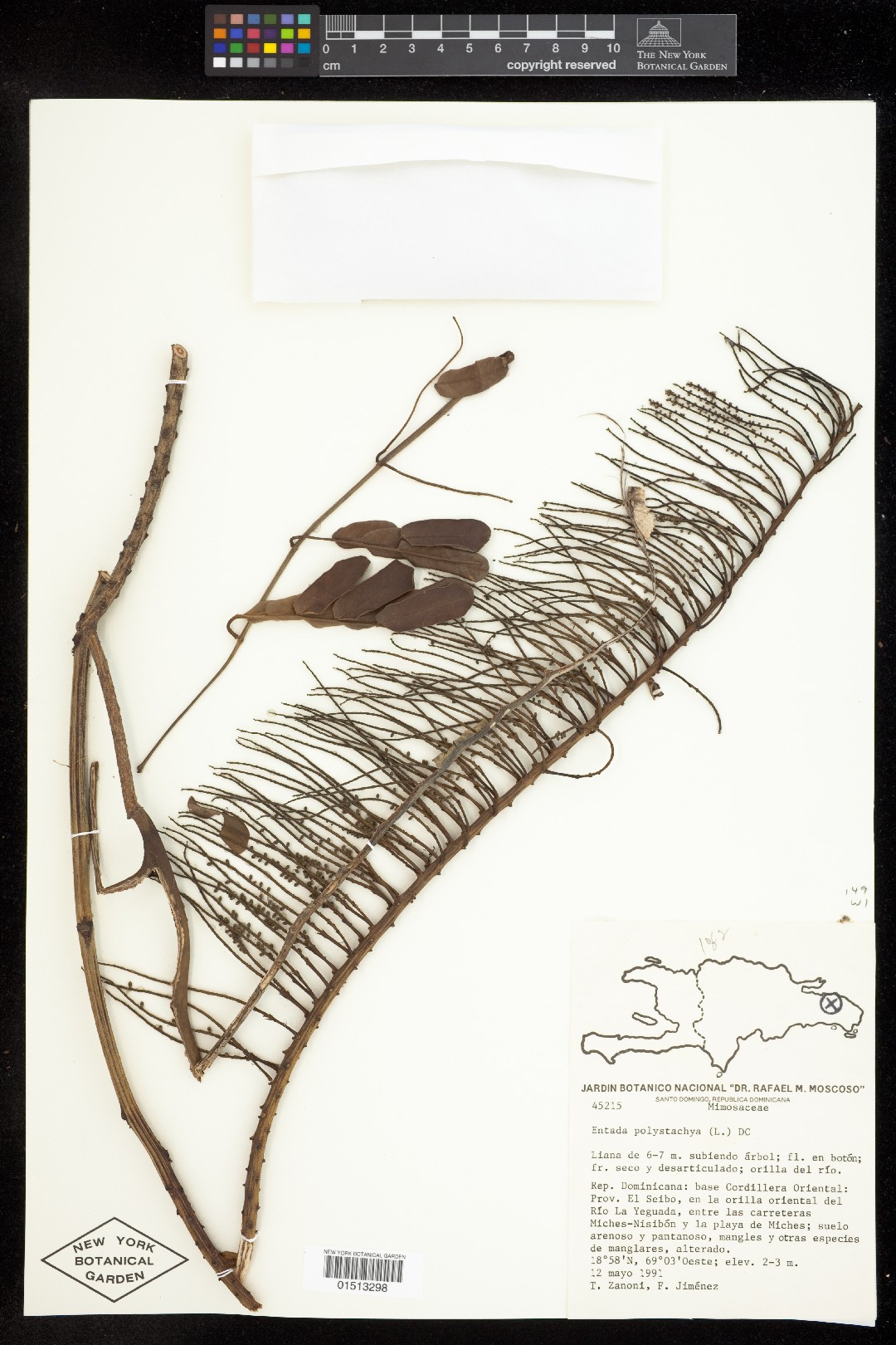 Entada polystachya PictureThis