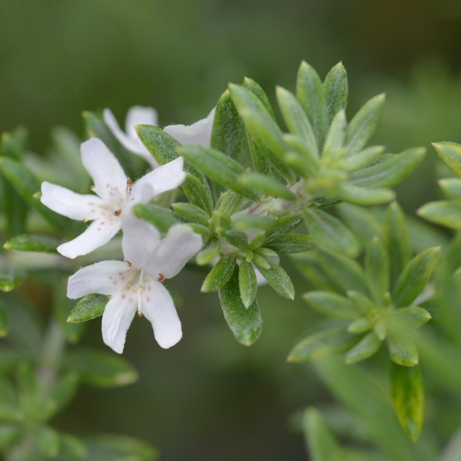 Does coastal rosemary grow in the shade? PictureThis