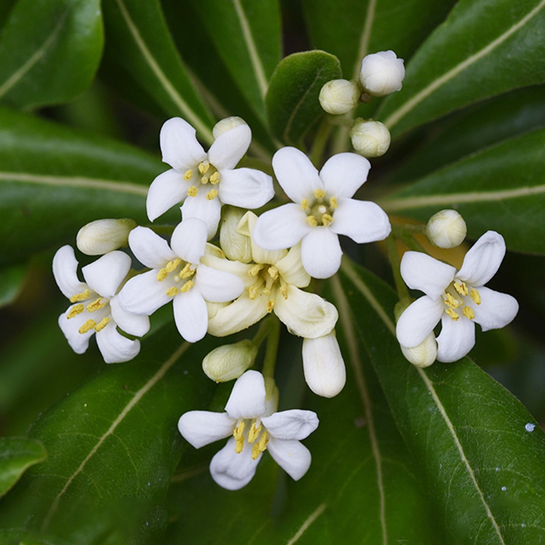 japanese pittosporum (pittosporum tobira) flower, leaf, care, uses