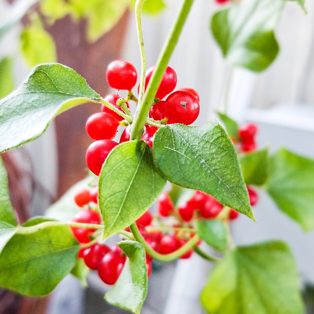 Graines de lune (Cocculus)