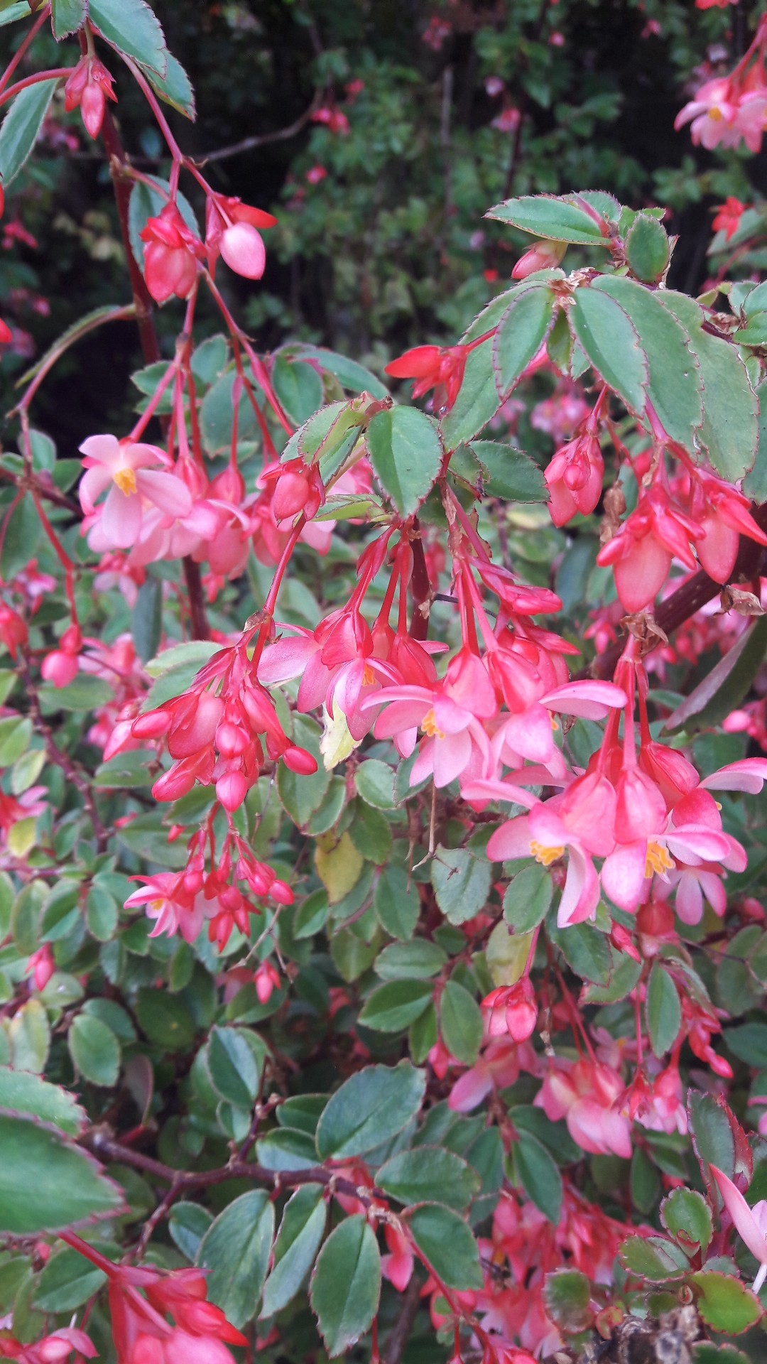 Fuchsia begonia (Begonia fuchsioides) Flower, Leaf, Care, Uses - PictureThis