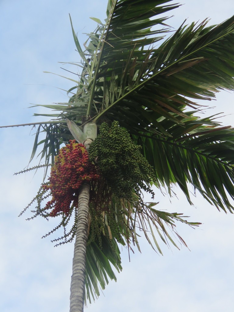 Palme (Arecaceae)