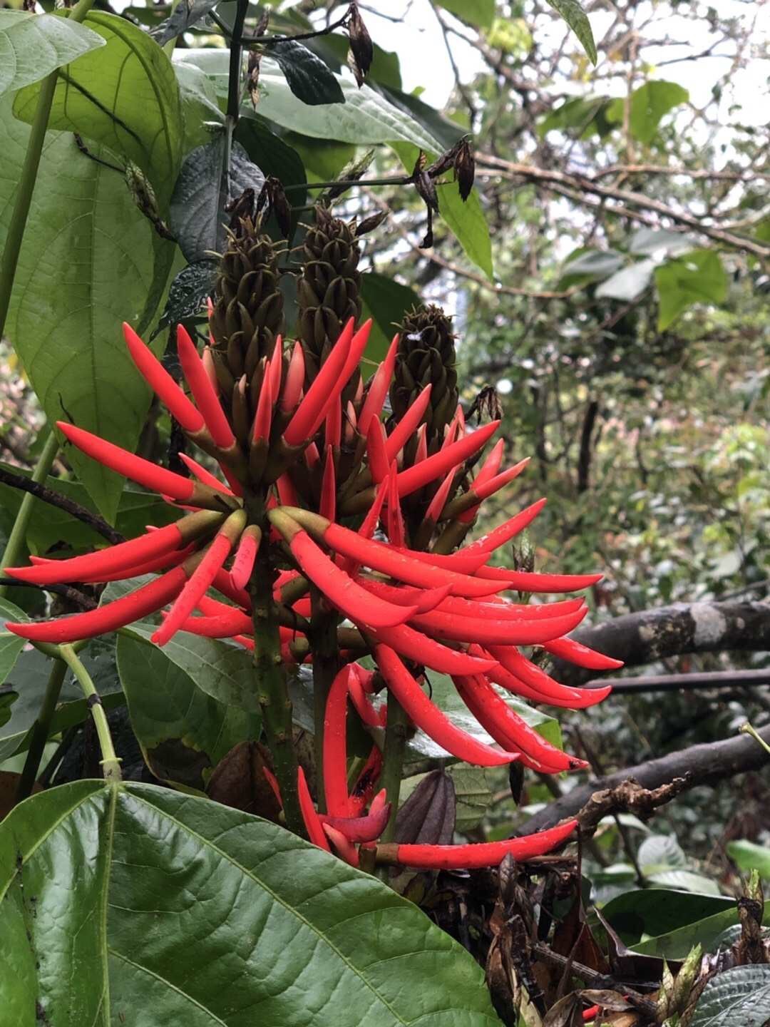 Zínia - Zinnia elegans (Cuidado, Características, Flor, Imagens), image size:1080x1440