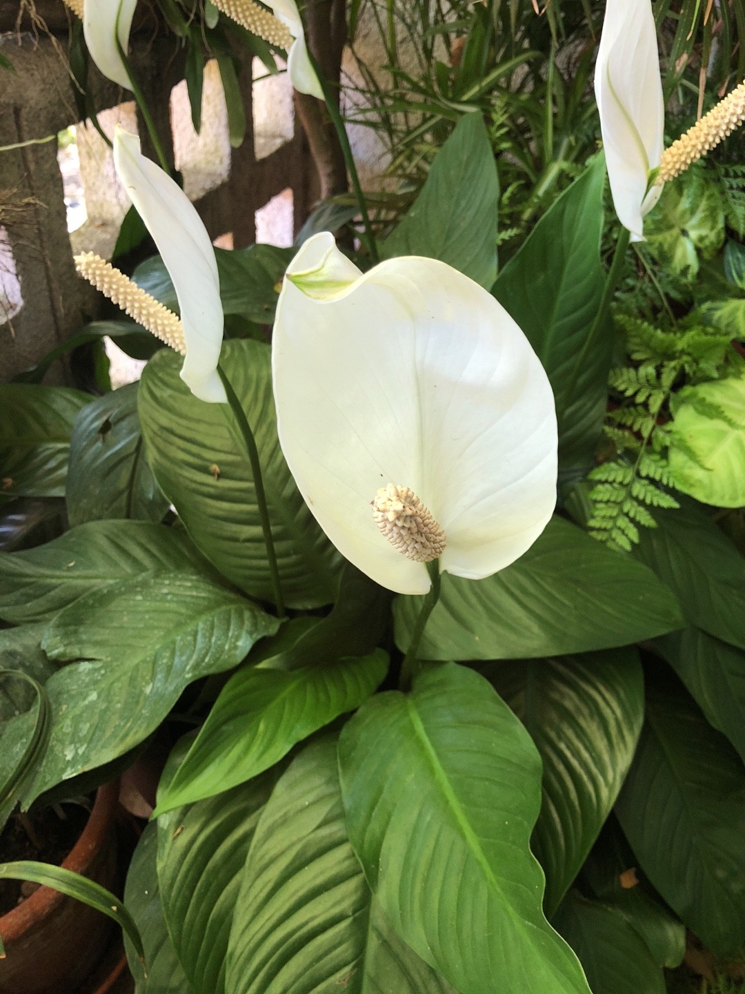 Image of Philodendron and peace lilies
