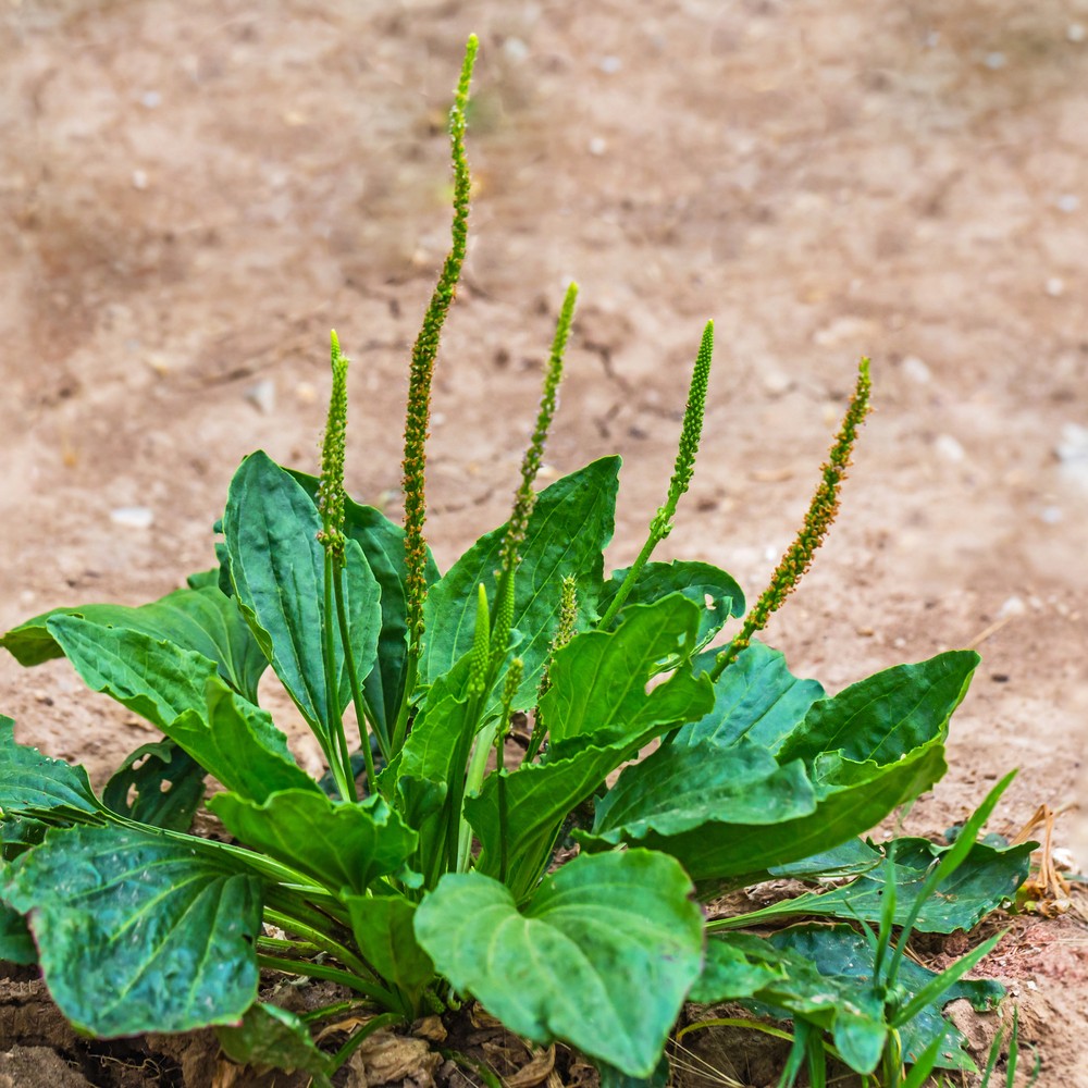 common plantain (plantago major) flower, leaf, care, uses