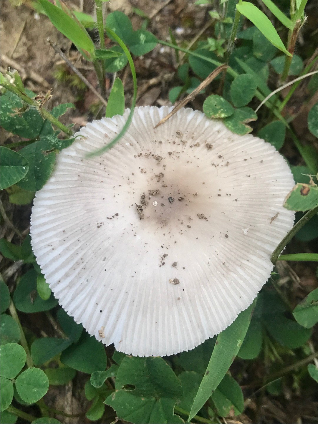 ツルタケ（鶴茸） (Amanita vaginata) - PictureThis