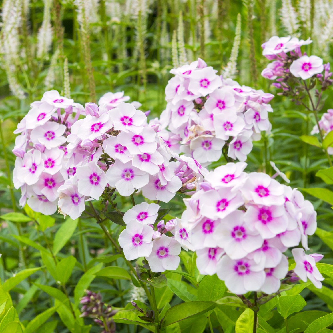 Phlox Paniculata