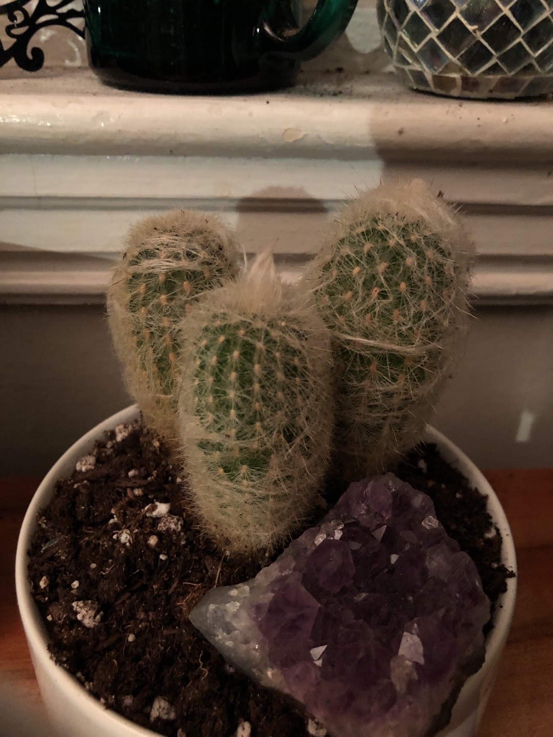 サボテン・多肉植物 D67 翁丸 | - オキナマル （翁丸） 玉翁丸 「翁丸