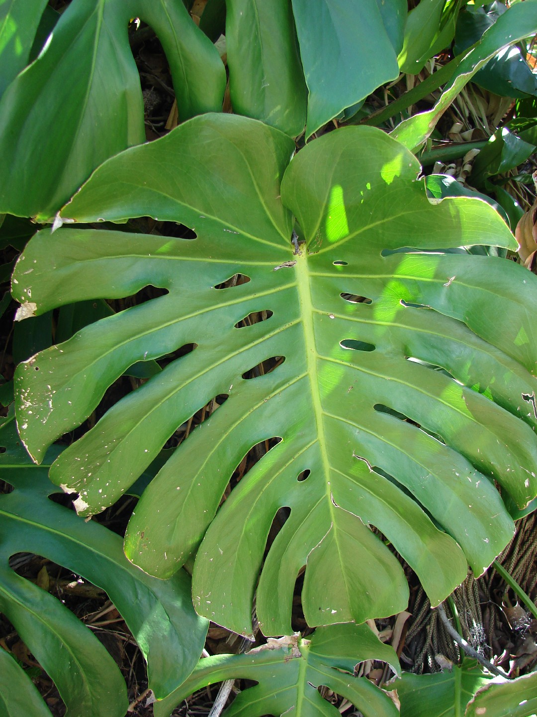 Kstliches Fensterblatt - Monstera deliciosa (Pflege, Merkmale, Symbolik,  Bilder, Giftig)