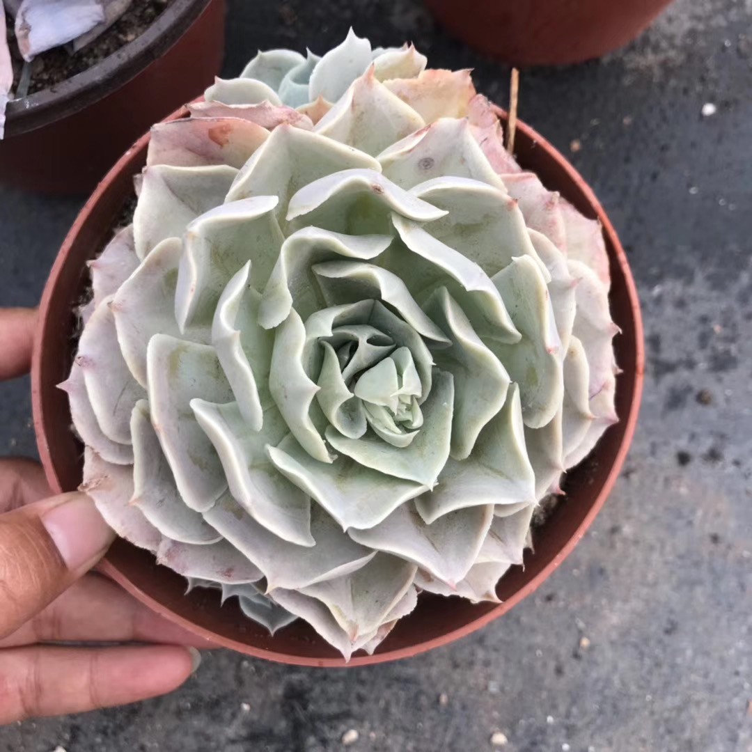 ポルックス (Echeveria 'Pollux') - PictureThis