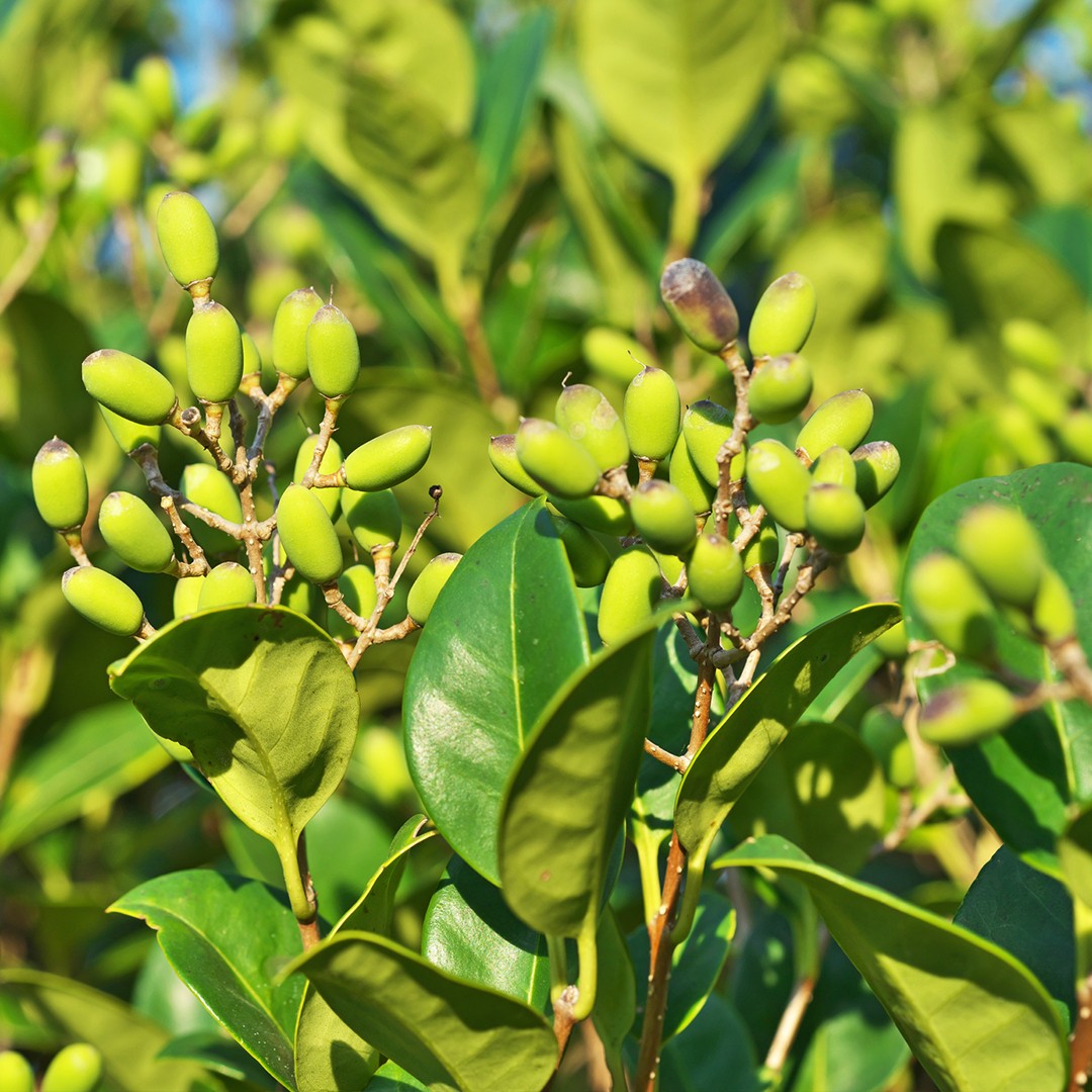 Image of Japanese privet tree leaves