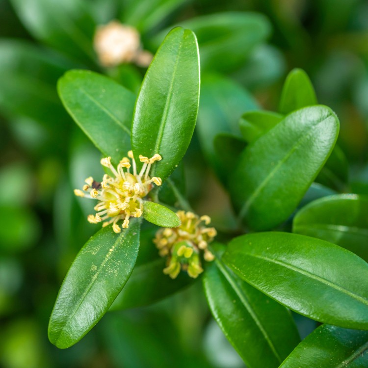 How to Grow Common Box (Buxus sempervirens)