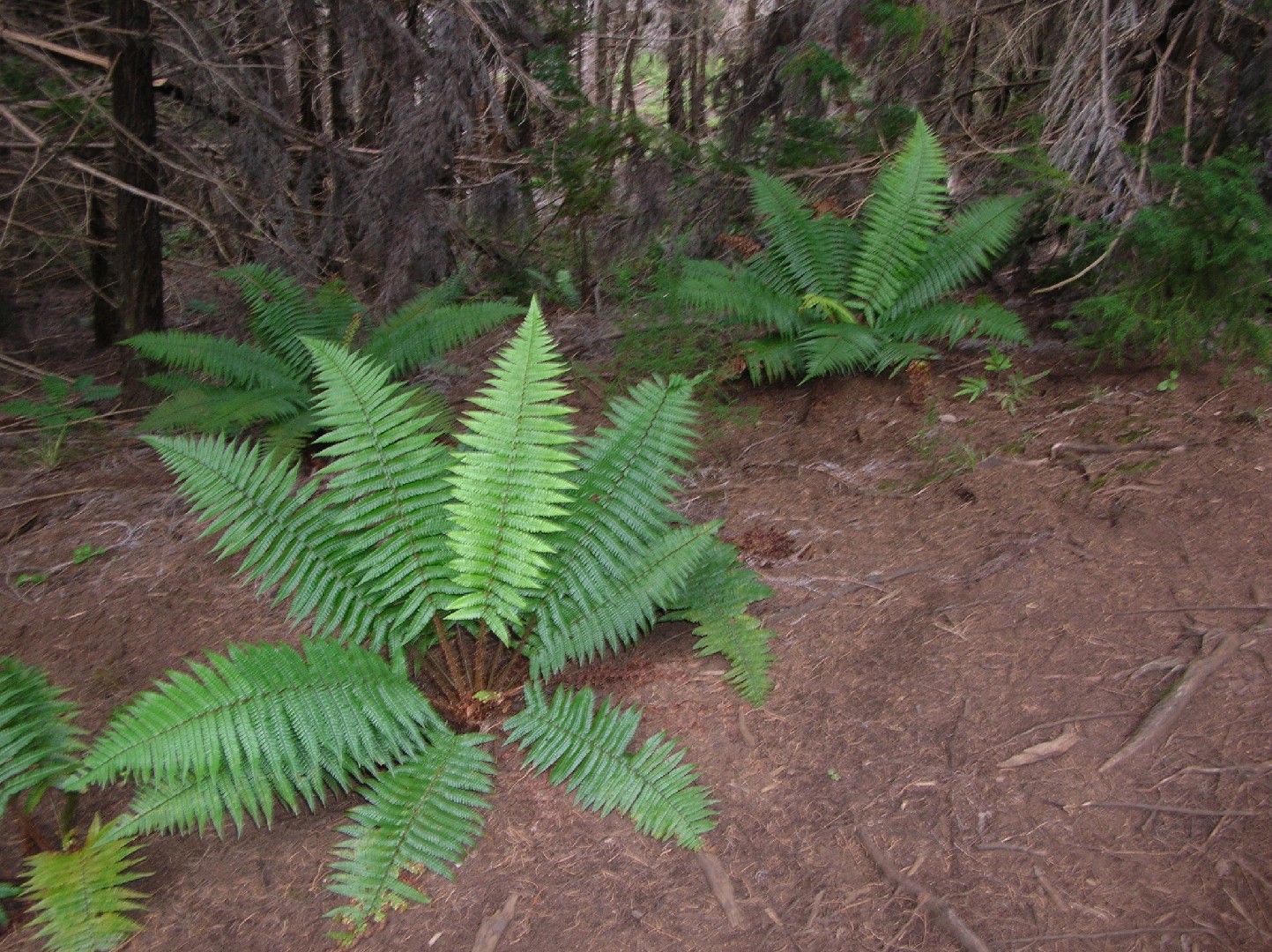 Cabeza de chivo (Dryopteris wallichiana) - PictureThis