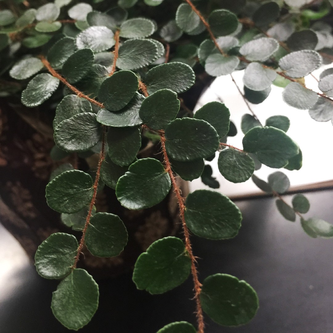 Pellea a foglia rotonda (Pellaea rotundifolia) - PictureThis