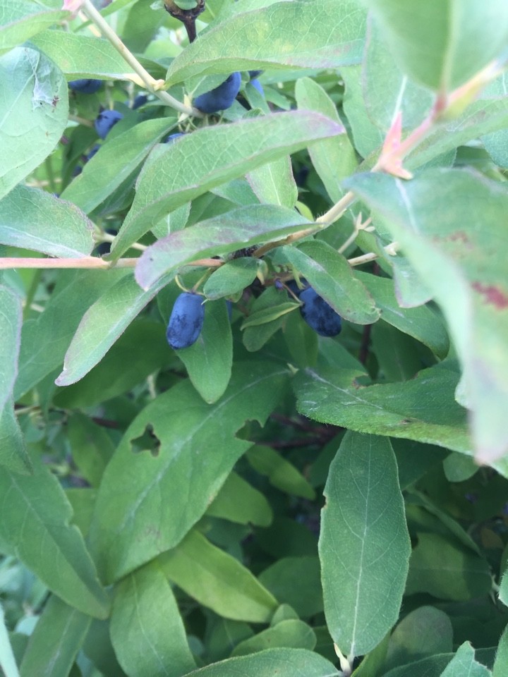 tea bush plant Dwarf Tea Tree – Leptospermum scoparium 'Nanum Rubrum' – Delivertree main image 0