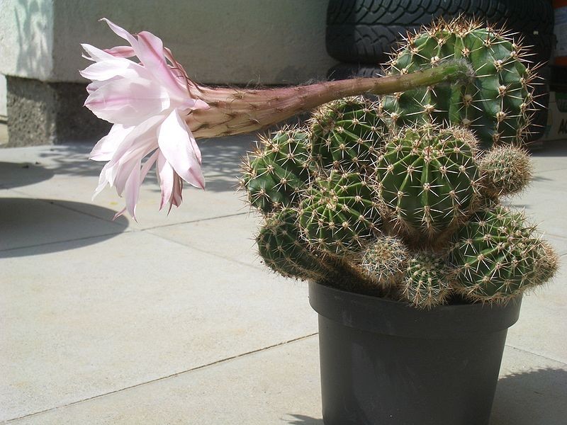 Easter lily cactus - Echinopsis oxygona (Care, Characteristics, Flower,  Images)