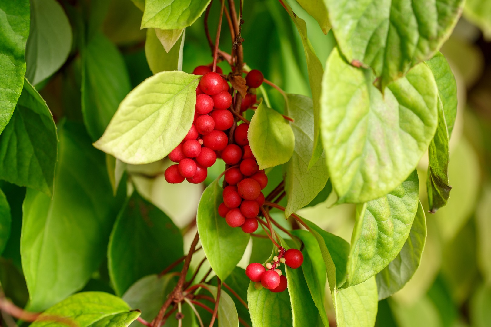 Enredadera de magnolias (Schisandra)