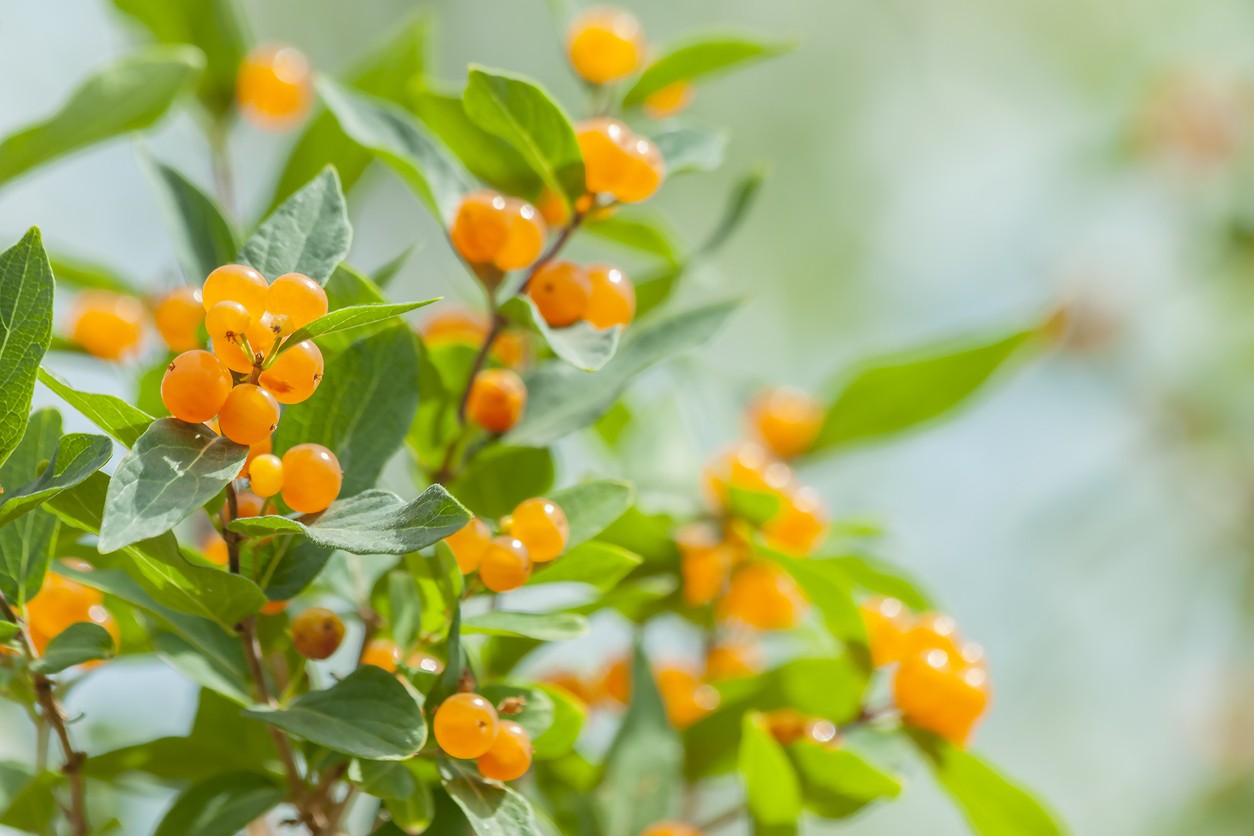 Small-leaved honeysuckle (Lonicera microphylla) - PictureThis
