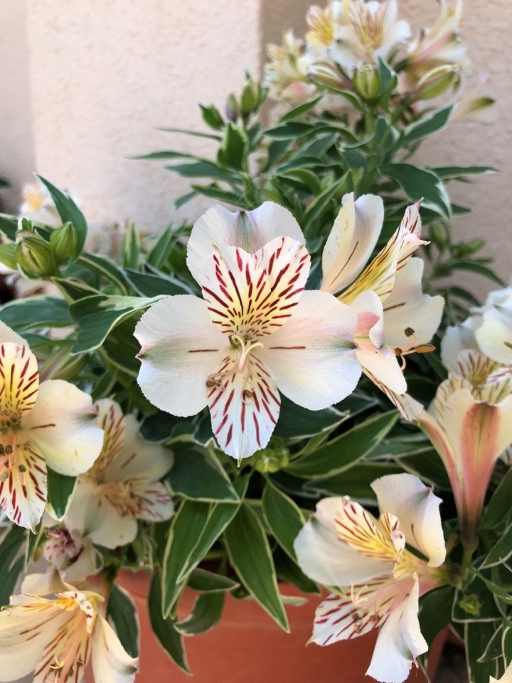 Alstroemeria 'Princess Fabiana' - PictureThis