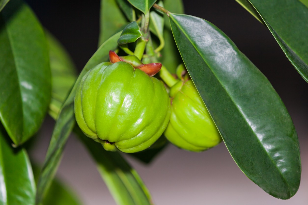 福木 (Garcinia multiflora) 照顧,種植,繁殖,開花時間 - PictureThis