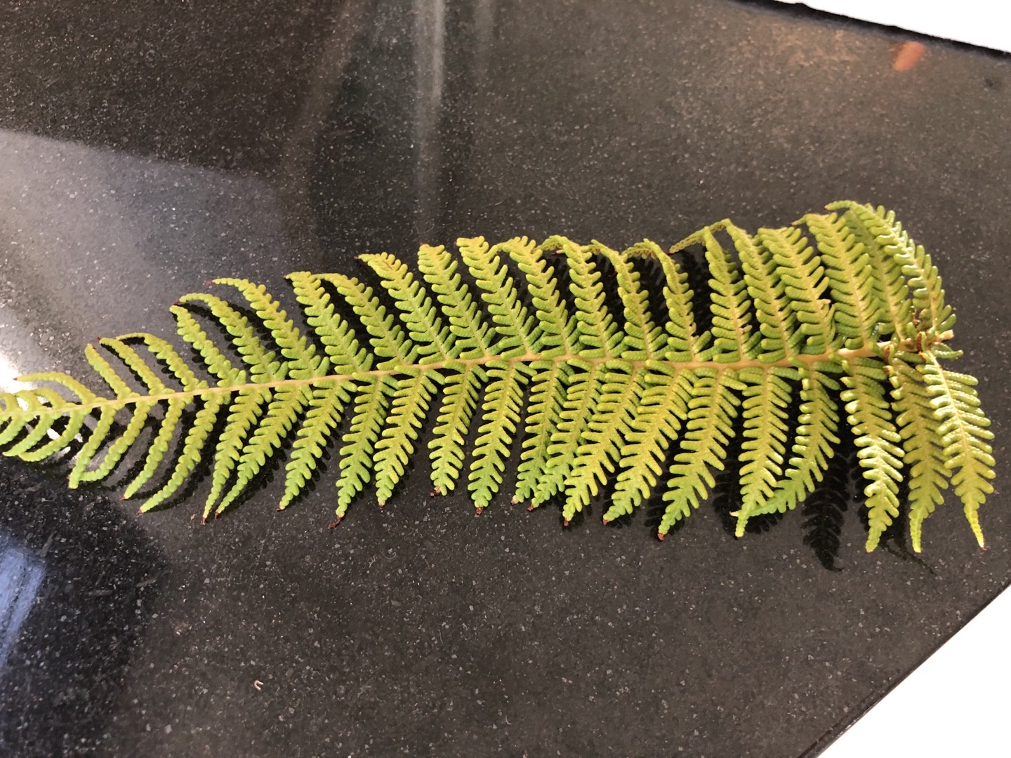 Dicksonia antarcticaの育て方・栽培方法