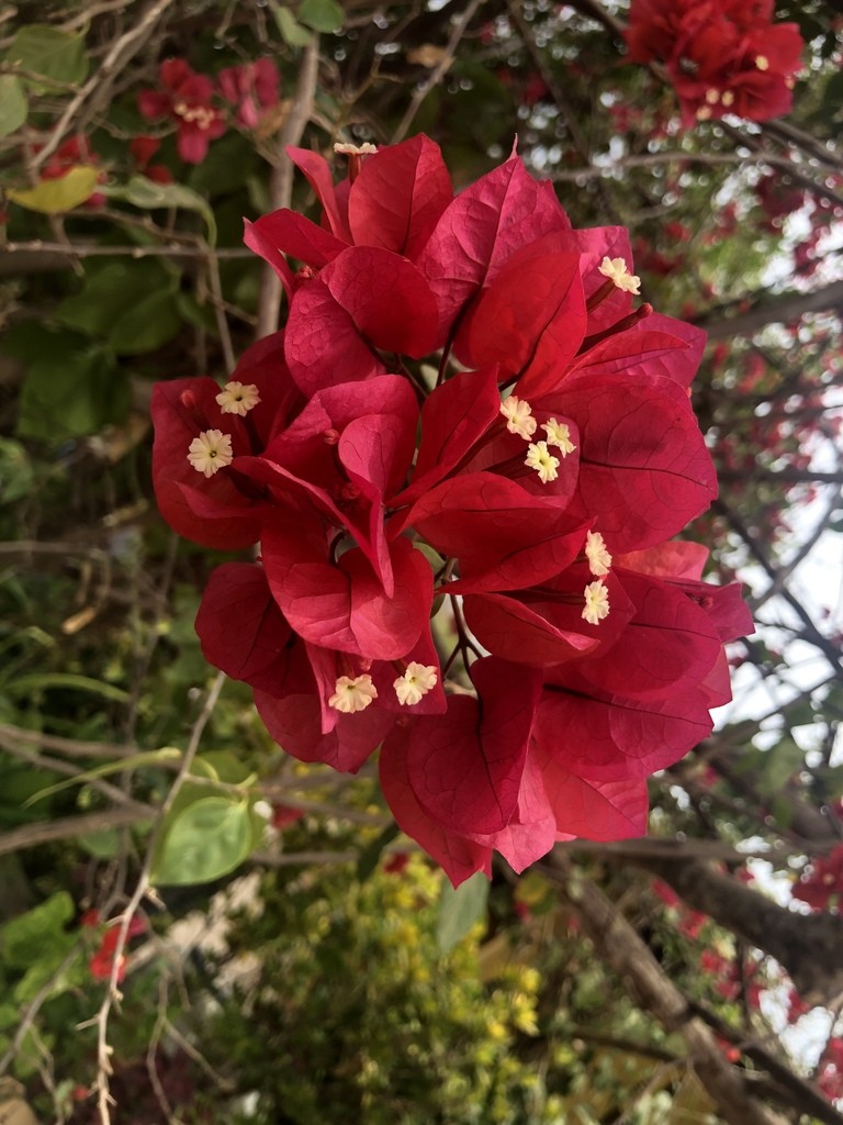 ブーゲンビリア属 (Bougainvillea) - PictureThis