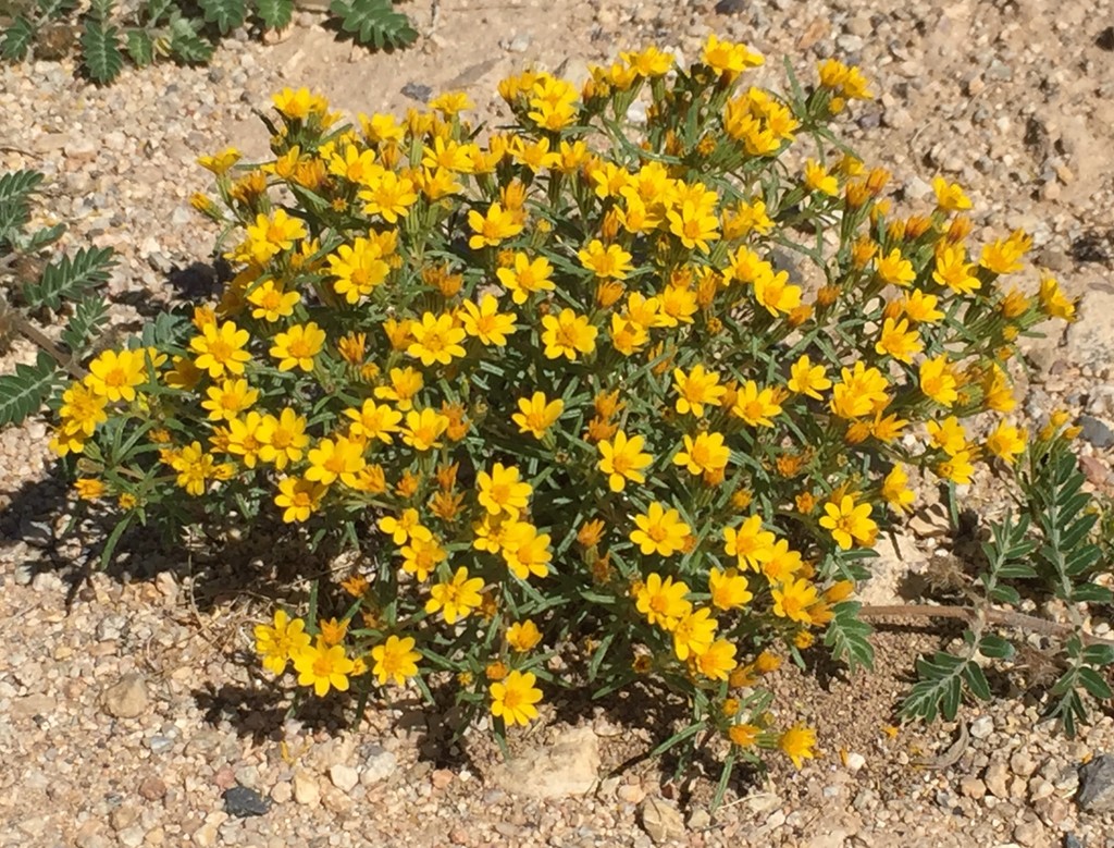 Daisy Family (Asteraceae) - PictureThis