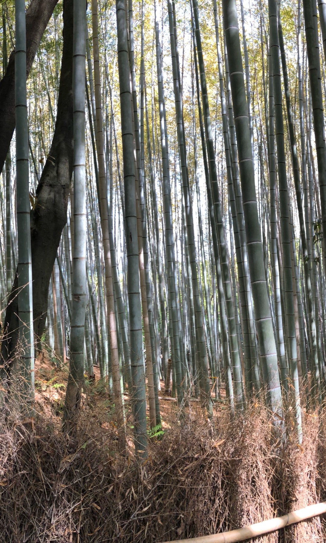 モウソウチク(孟宗竹)のお世話ガイド 育て方 育て方(潅水, 施肥, 剪定, 病気)- PictureThis