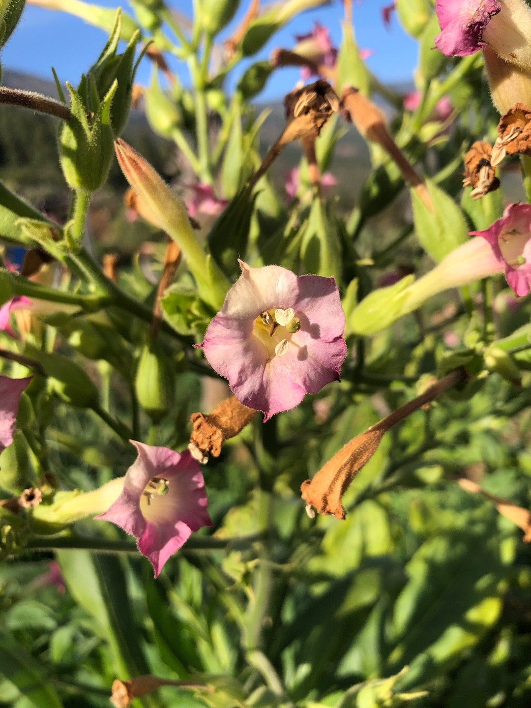 how often to water tobacco plants Grow Plant (Nicotiana) how much water does tobacco