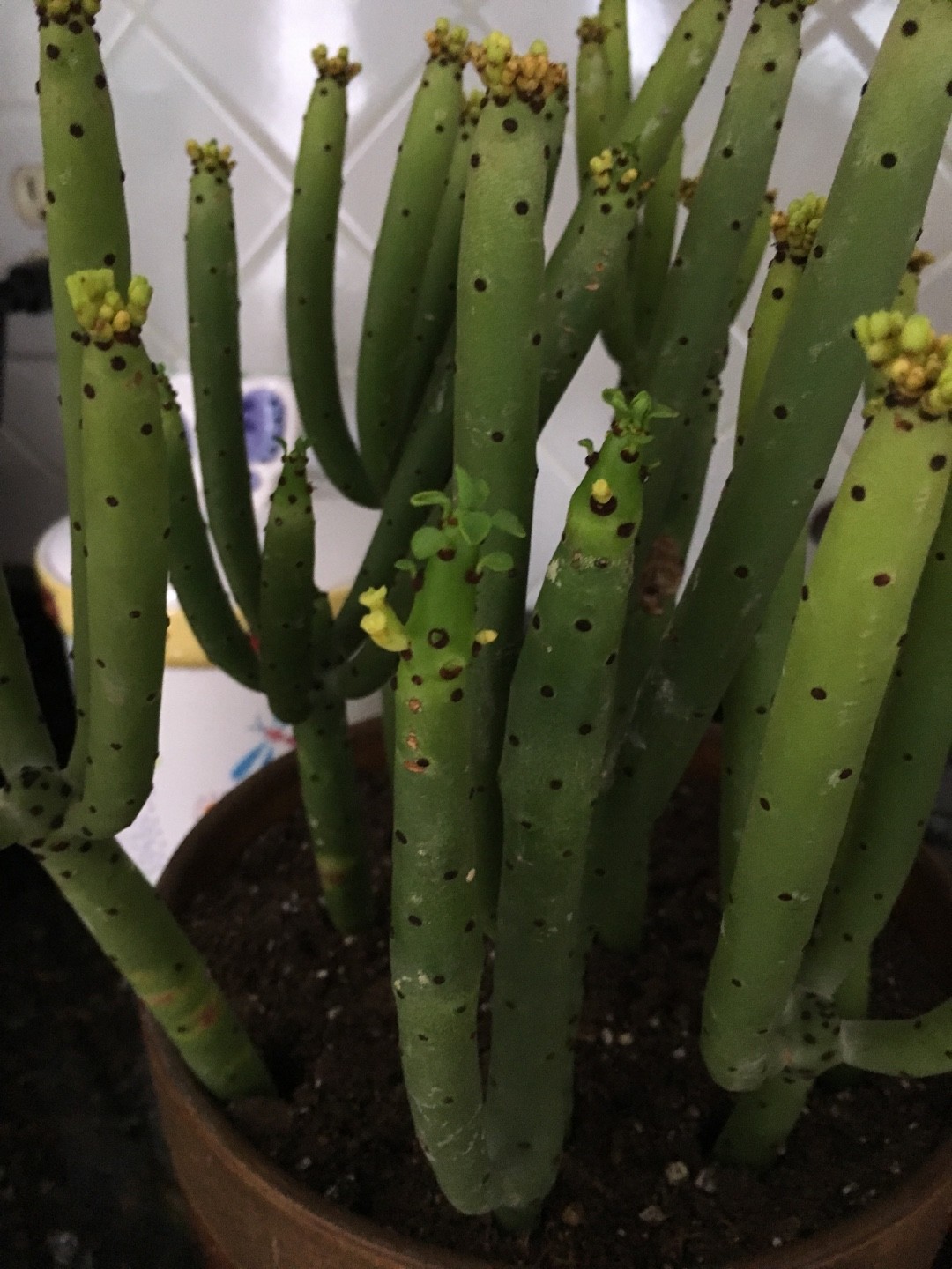 ユーフォルビア・アルオウディー (Euphorbia alluaudii subsp