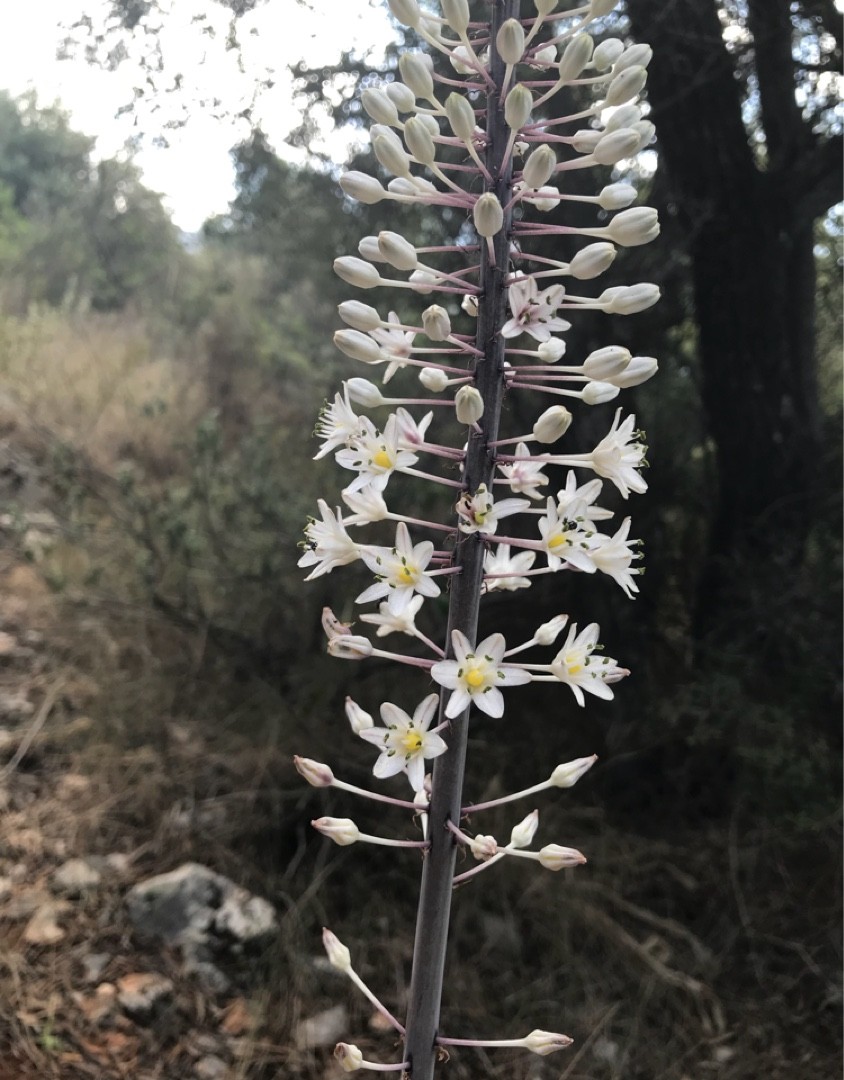 カイソウ(海葱) (Drimia maritima) 花言葉,毒性,よくある質問